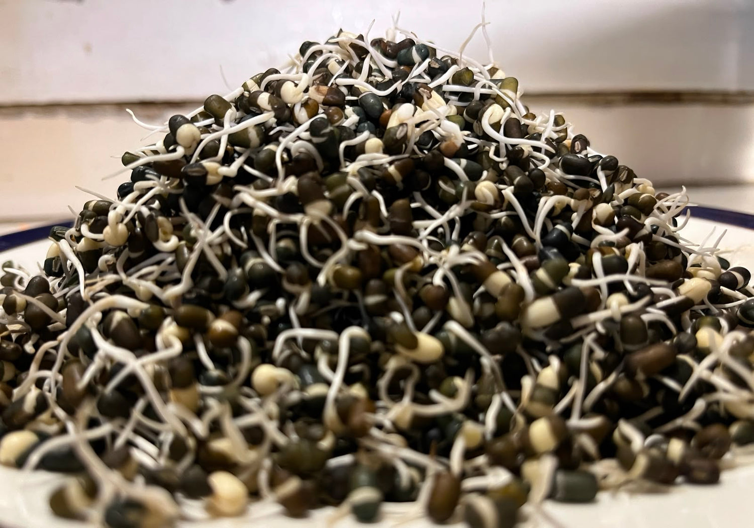 Sprouts | Urad Lentil Sprouts - Whole Black Gram Sprouts- Organically Grown &amp; Nutrient Dense- 150gm