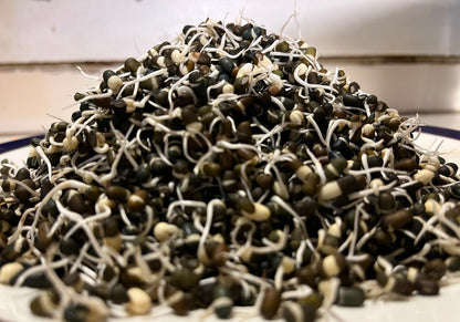 Sprouts | Urad Lentil Sprouts - Whole Black Gram Sprouts- Organically Grown &amp; Nutrient Dense- 150gm