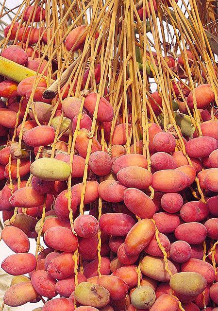 Dates | Fresh Red Dates - (Maharashtra) - Organically Grown