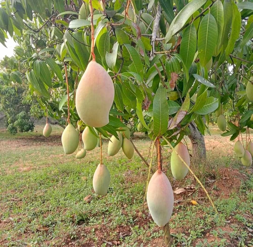 Fresh Totapuri Mango (Kili Mooku) - 100% Naturally Grown -Pesticide-Free &amp; Naturally Ripened-Farm Fresh Daily Harvest