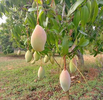 Totapuri Mango - Naturally Grown - Pesticide-Free &amp; Naturally Ripened
