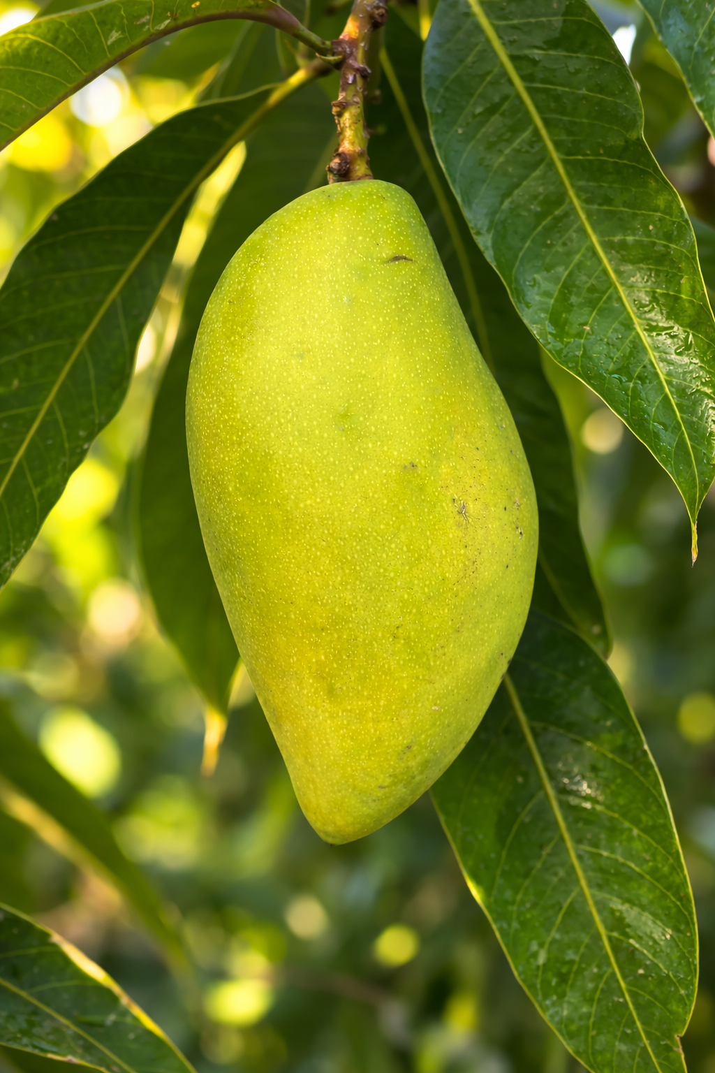 Totapuri Mango - Naturally Grown - Pesticide-Free &amp; Naturally Ripened