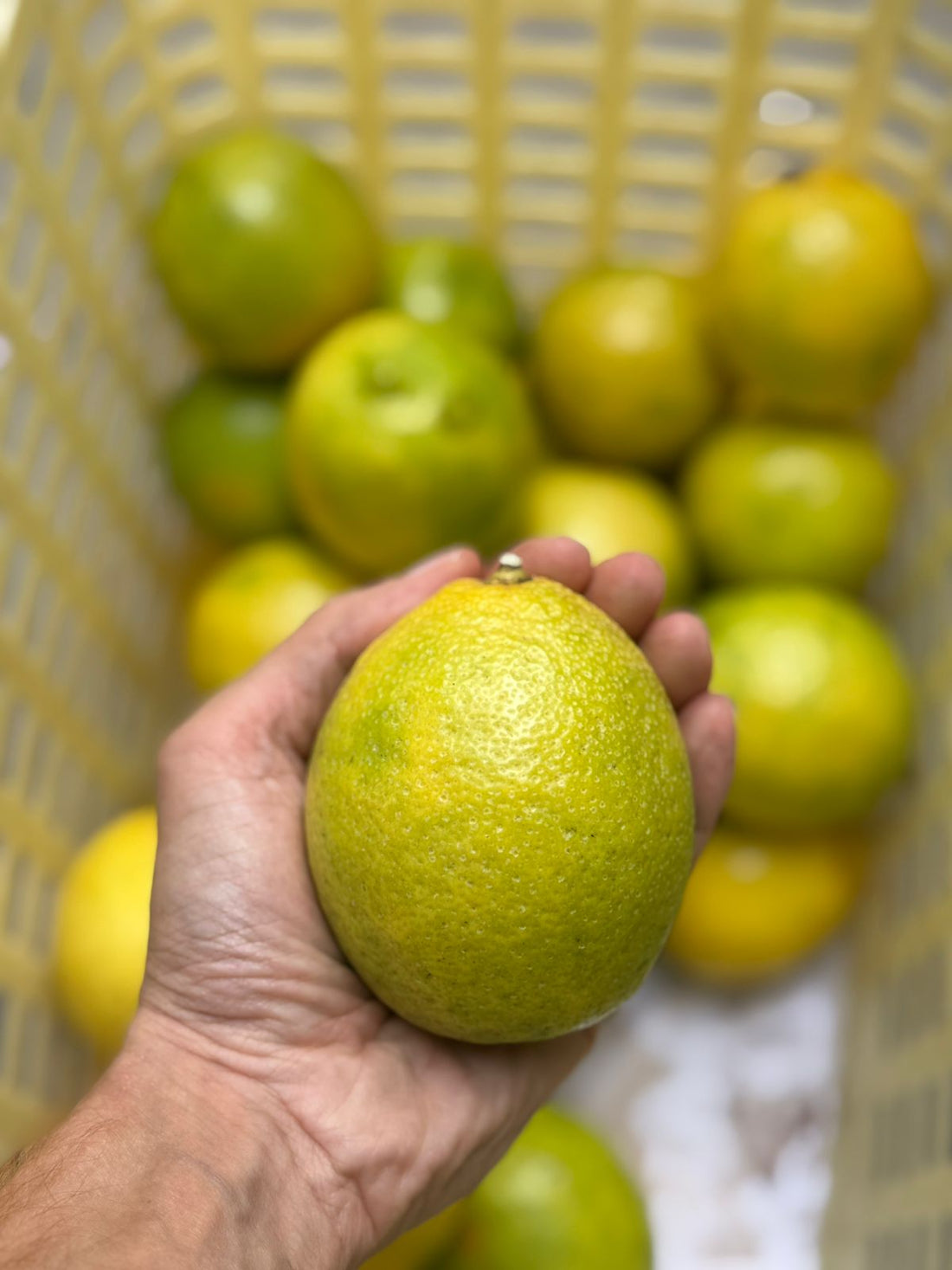 Lemon | Meyer Lemons (Idukki, Kerala) – Organically Grown