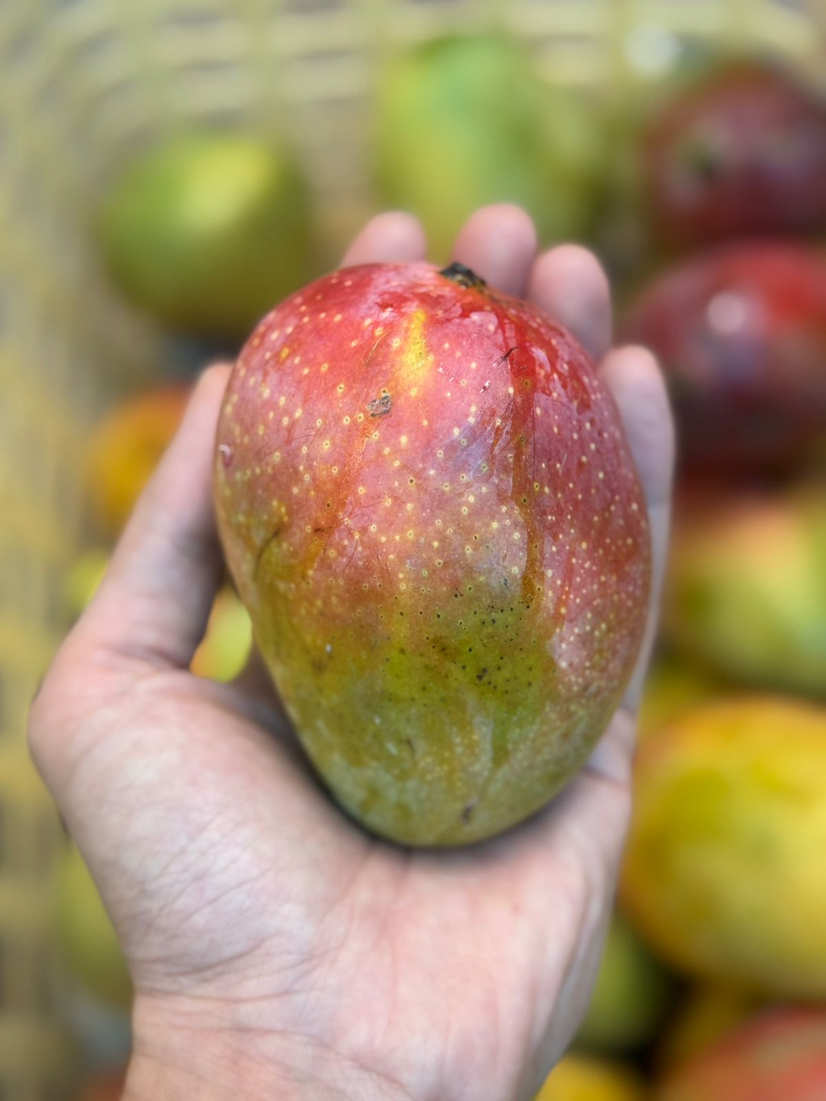 Mango | Gulab Khas Mango (Madhubani, District Bihar) - Naturally Ripened &amp; Carbide Free - Organically Grown