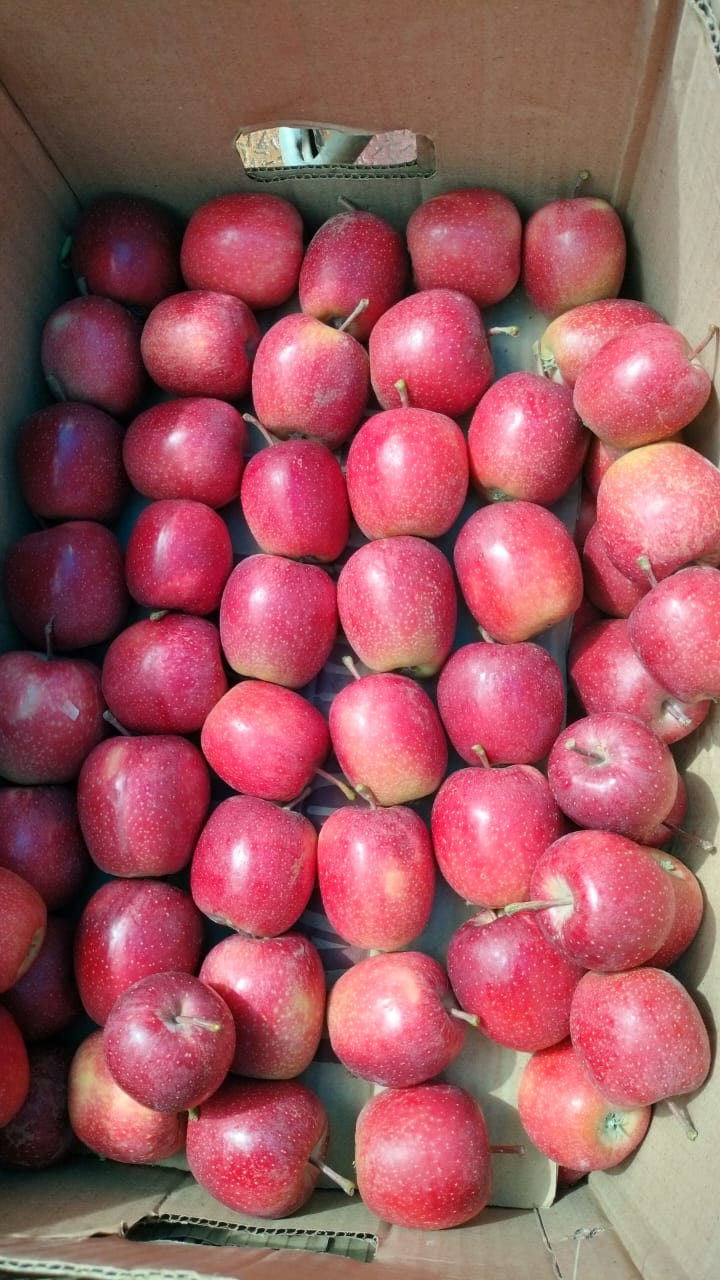 Apples | Gala Apples (Himachal Pradesh) - No Wax- New Crop,  Organic  - Zero Budget Natural Farming