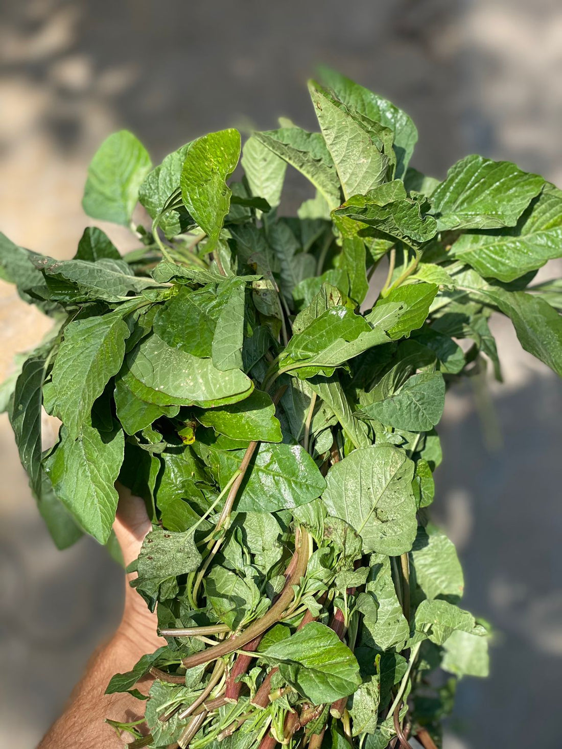 Green Amaranth | (Chaulai) – Good Source of Vitamin A, Vitamin C, Vitamin B6 And B9, Riboflavin, Niacin &amp; Calcium – Certified Organic