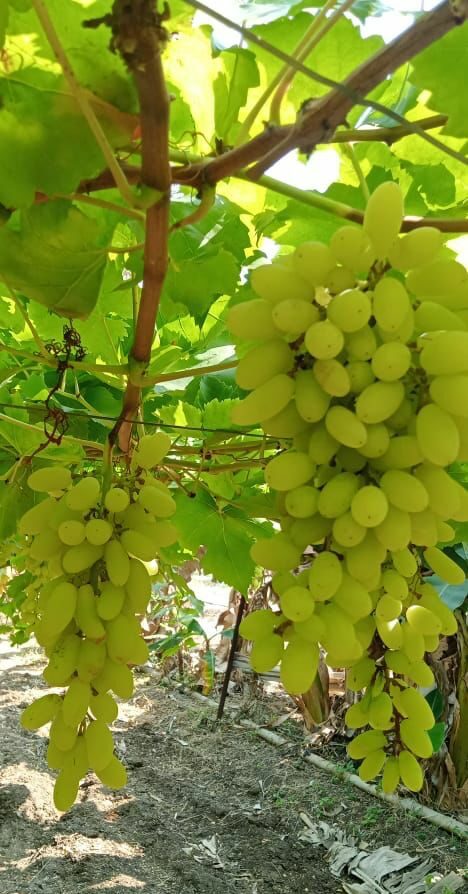 Green Grapes | Manik Chaman (Solapur) – Organically Grown