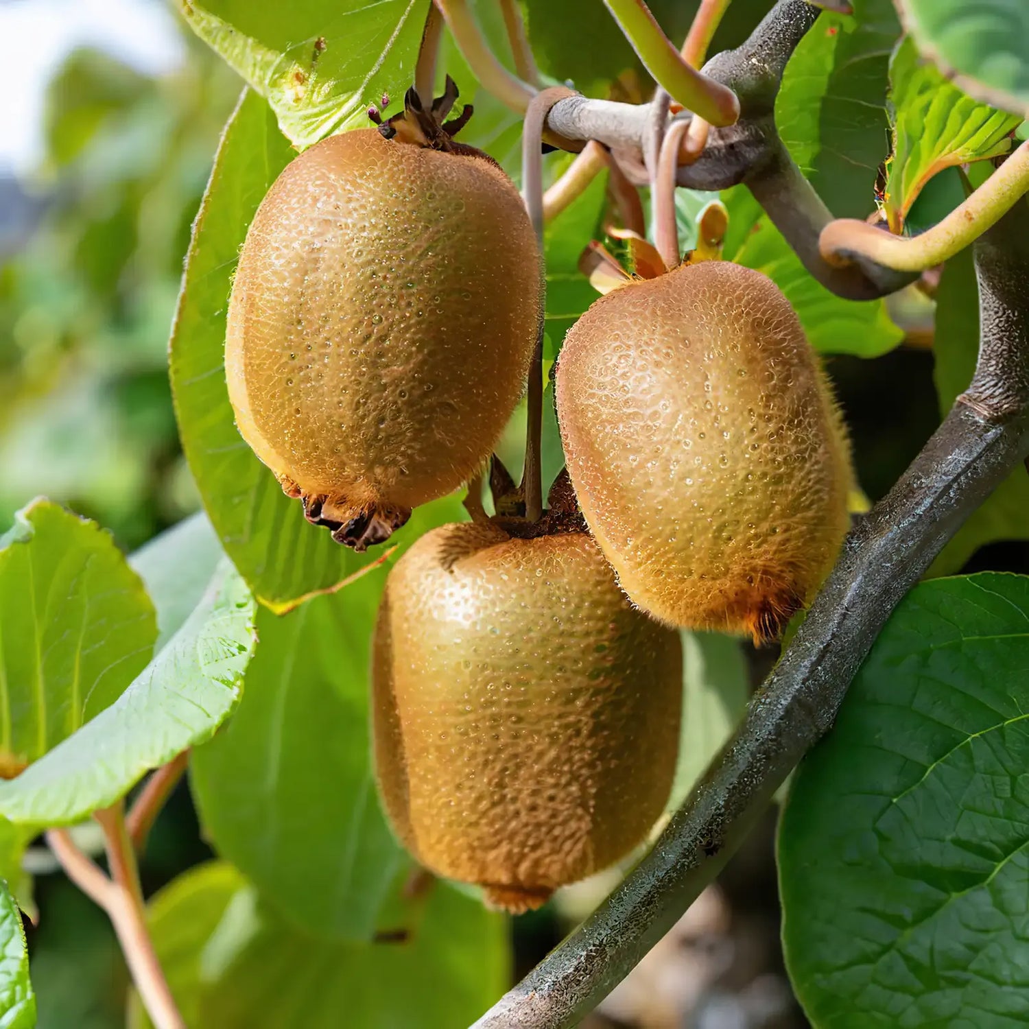 Green Kiwi | Rich in Vitamin C Organically Grown - Natural Farming - Per Piece