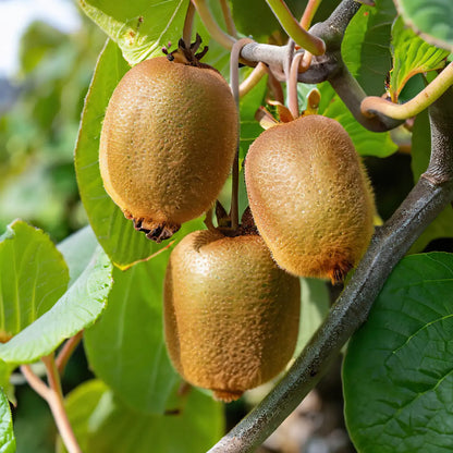 Green Kiwi | Rich in Vitamin C Organically Grown - Natural Farming - Per Piece
