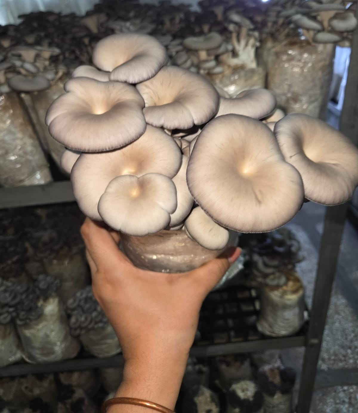 Mushroom | Grey Oyster Mushroom -No Chemical &amp; Pesticide- Naturally Grown