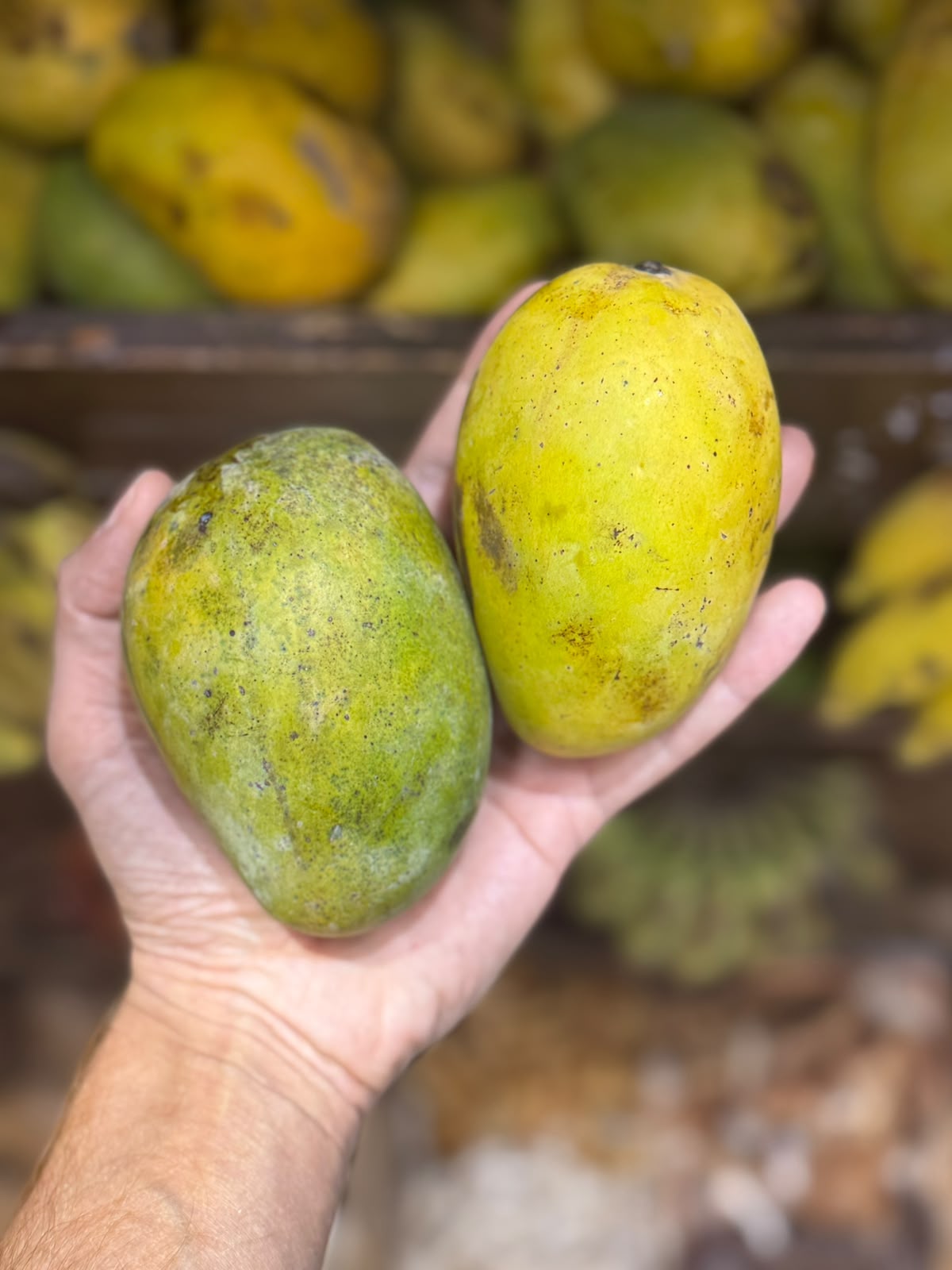 Mango | Gulab Khas Mango (Bihar)-  Pesticide-Free &amp; Naturally Ripened- Organically Grown