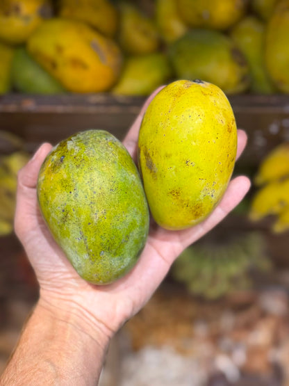Mango | Gulab Khas Mango (Bihar)-  Pesticide-Free &amp; Naturally Ripened- Organically Grown
