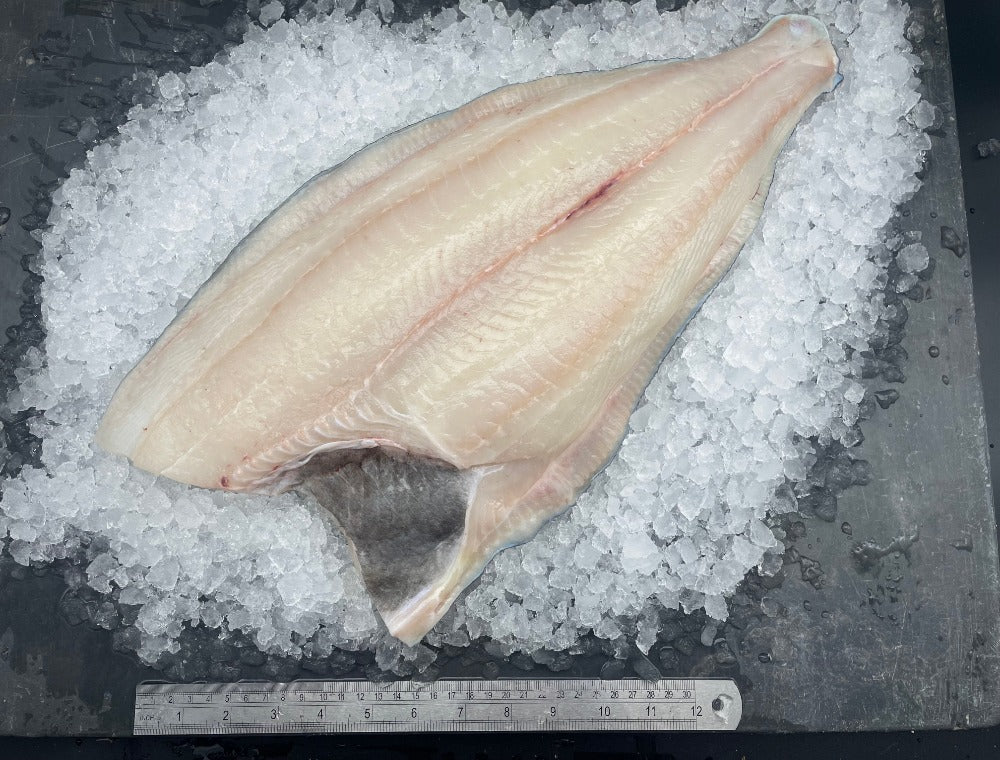 Fish | Atlantic Halibut – Frozen Fish -Premium Seafood– No Antibiotics  Seafood And Hormone Free-Nature&
