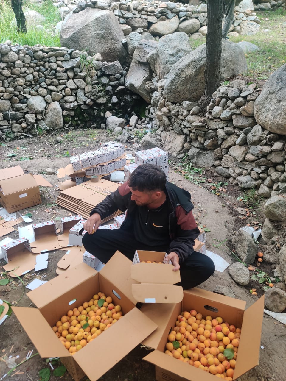 Halman Apricot - Ladakh - Organically Grown - 500gm