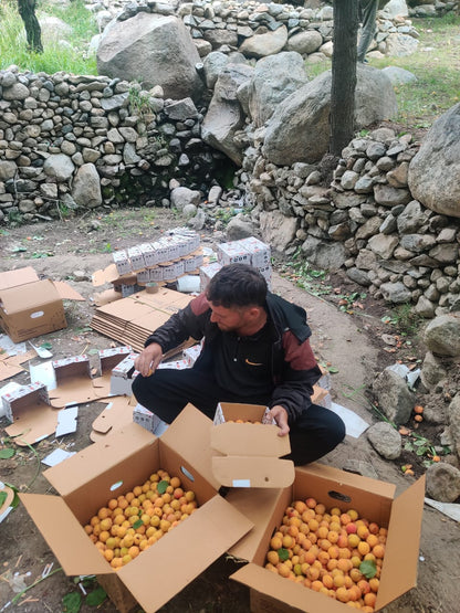 Halman Apricot - Ladakh - Organically Grown - 500gm
