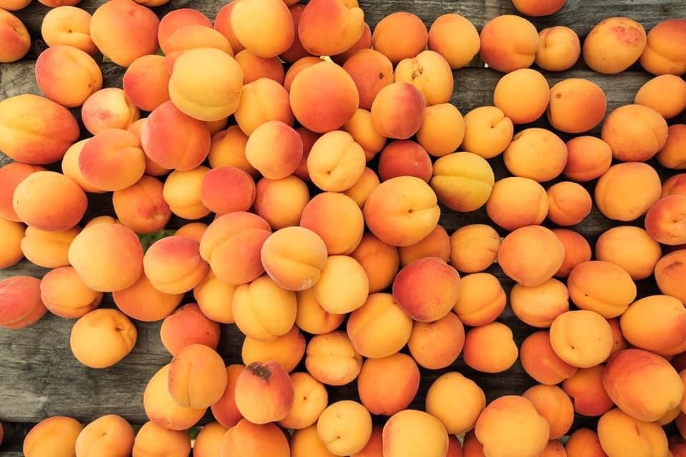 Halman Apricot - Shyam Valley, Ladakh - Pre Order - Organically Grown - 500gm