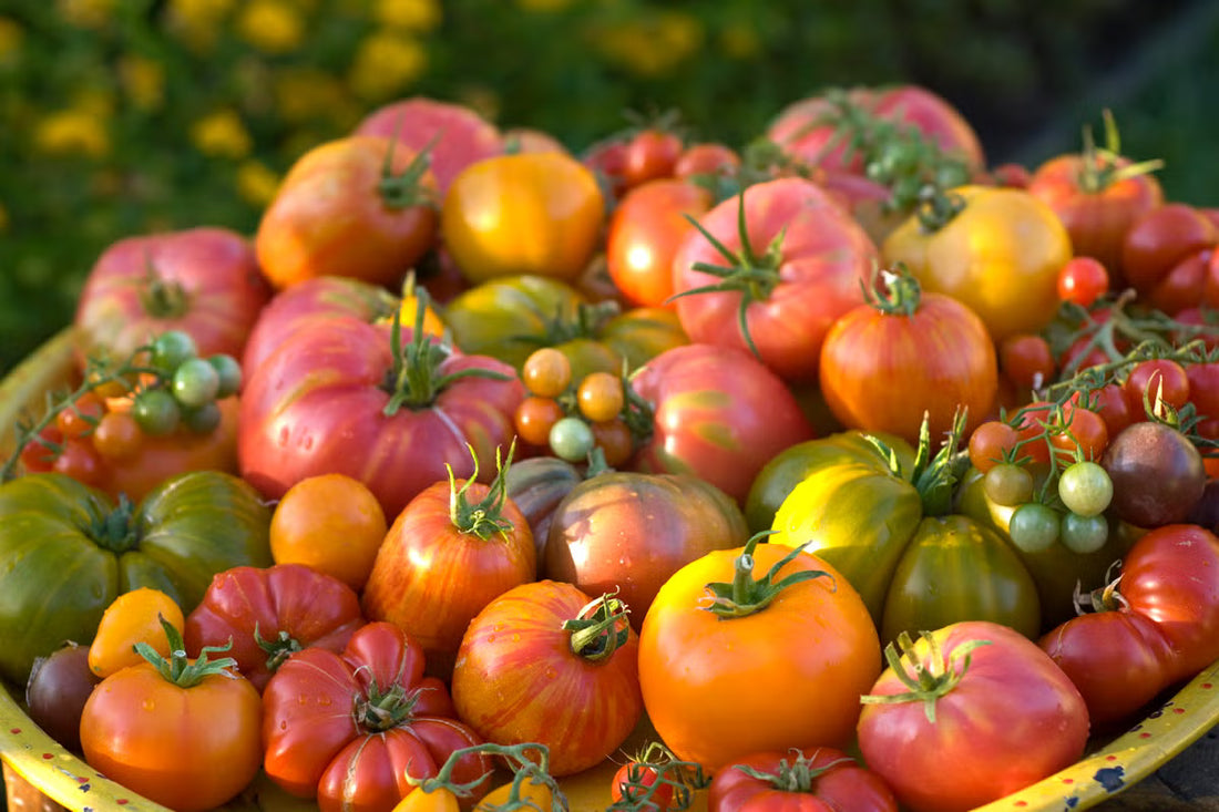 Heirloom Tomatoes - Organically Grown - Nature&