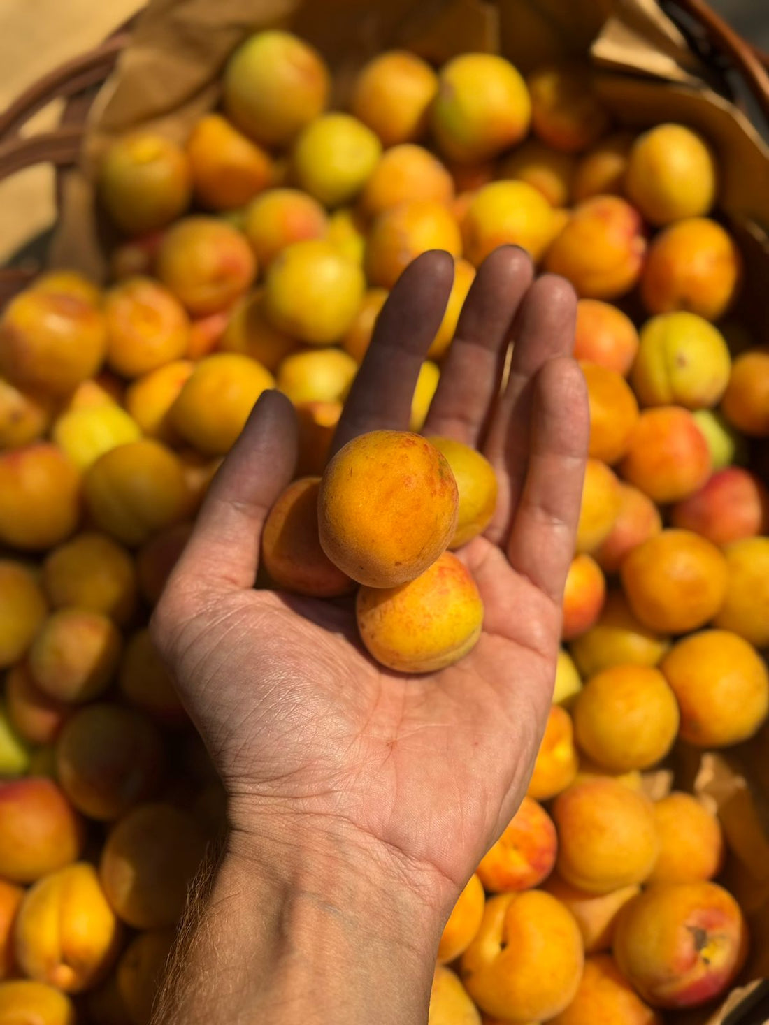 Shakarpara Apricot | (Pachhad, Sirmaur, Himachal Pradesh) - Organically Grown