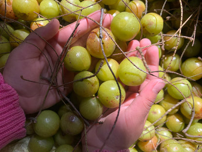 Himalayan Gooseberry Seasoning - Pahadi Amla, Sendha Namak, Ajwain - Natural - Indian - Rich in Vitamin C - Bugyaal - 80gm