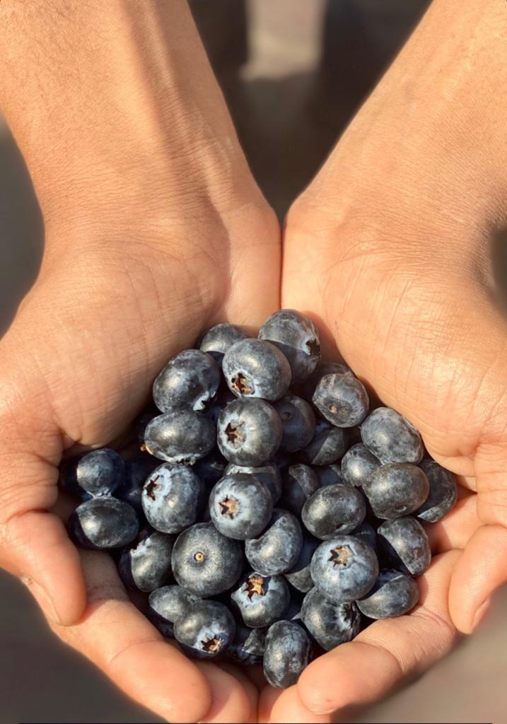 Indian Blueberry | (Karnataka) – Low In Calories, Rich In Vitamin C & Vitamin K – Naturally Grown - 125gm
