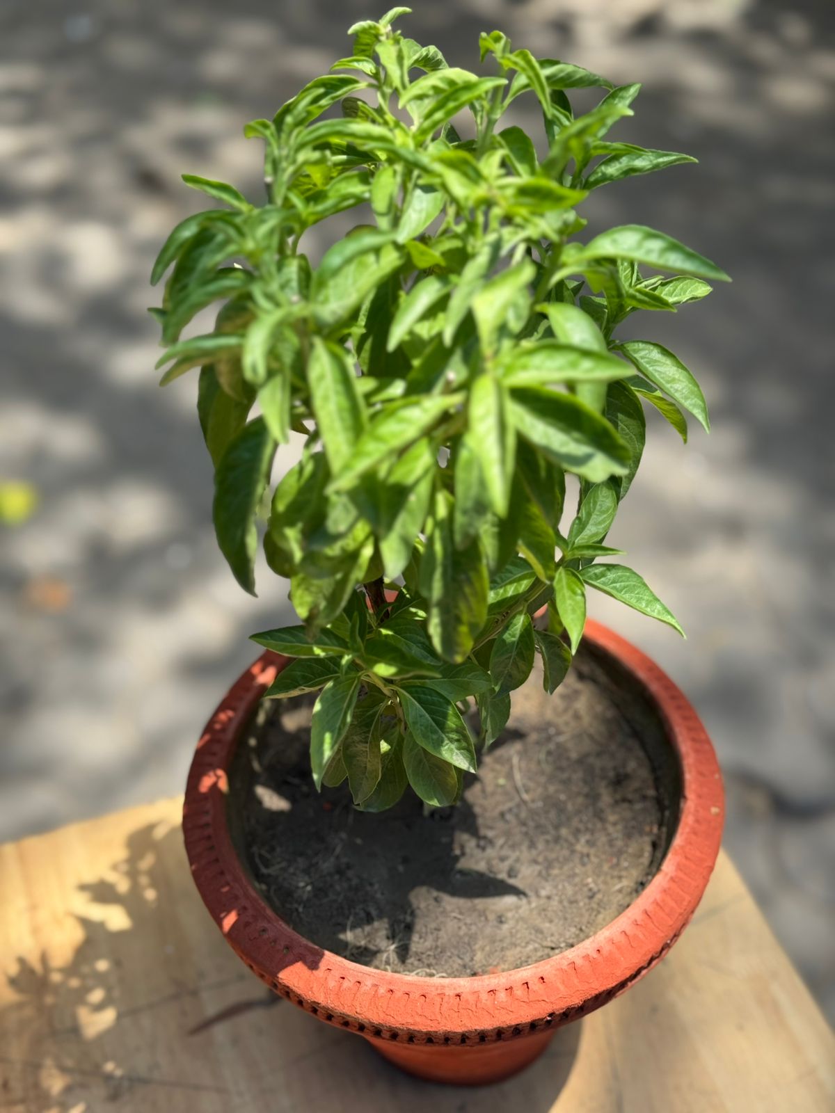 Italian Basil Pot