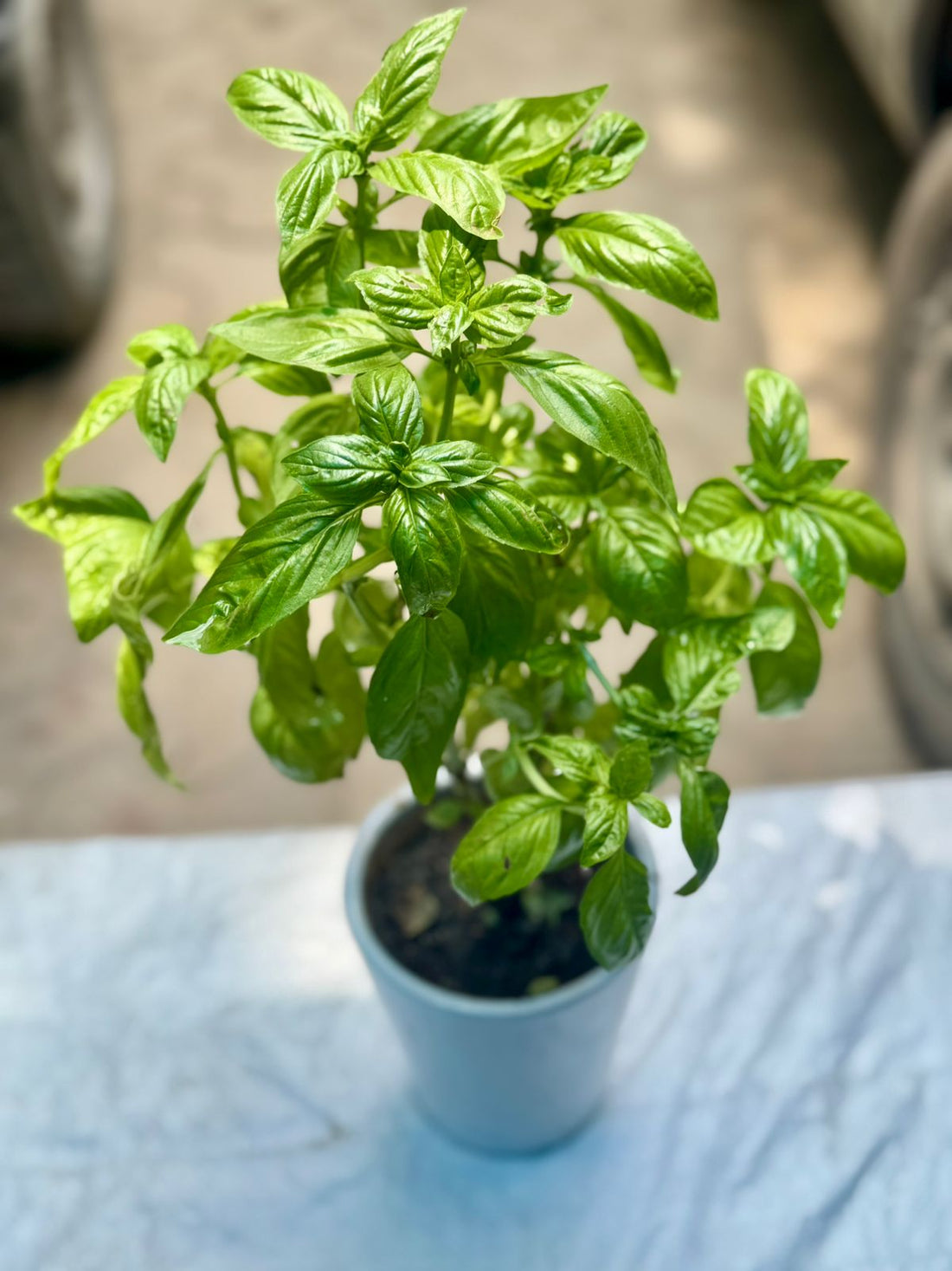Italian Basil Pot