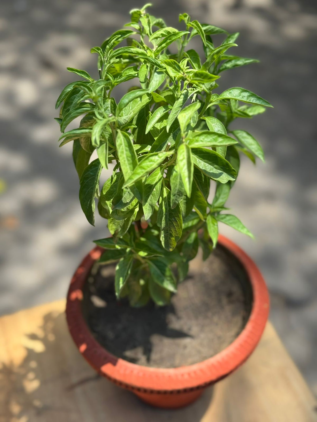 Italian Basil Pot