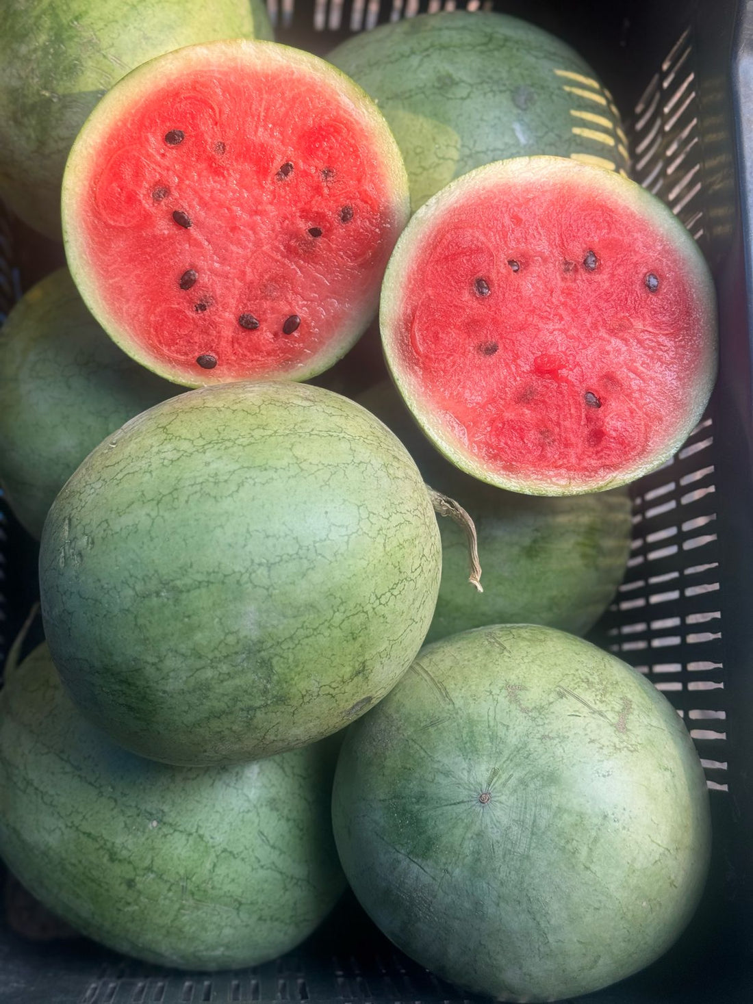 Watermelon | Jannat watermelon (Karnataka) - Organically Grown