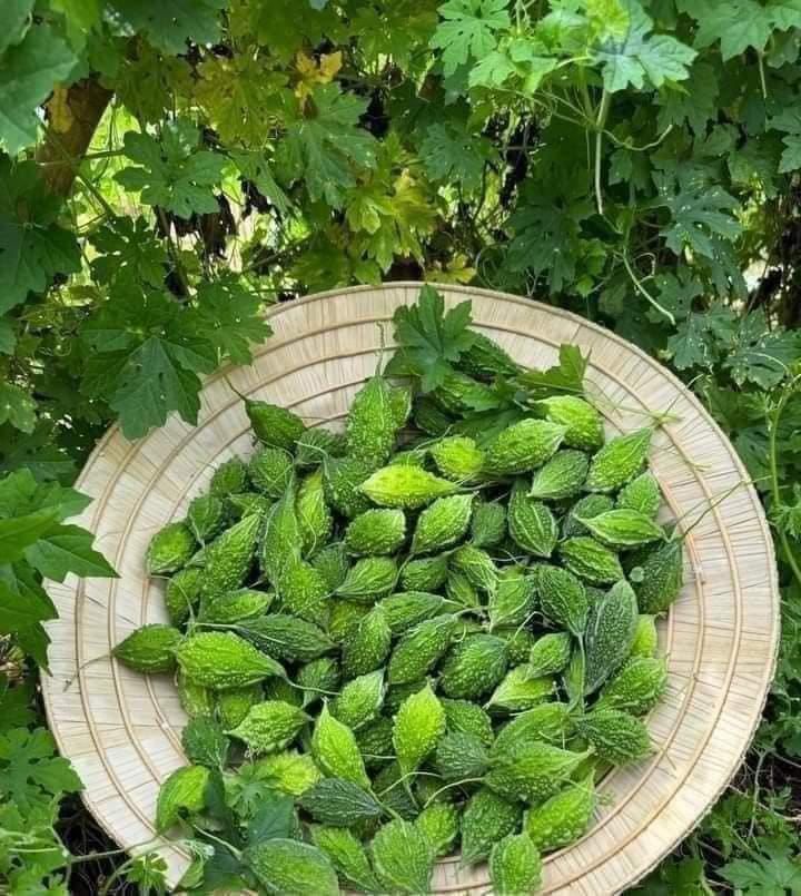 Kakrol | (Spiny Gourd) - Organically Grown