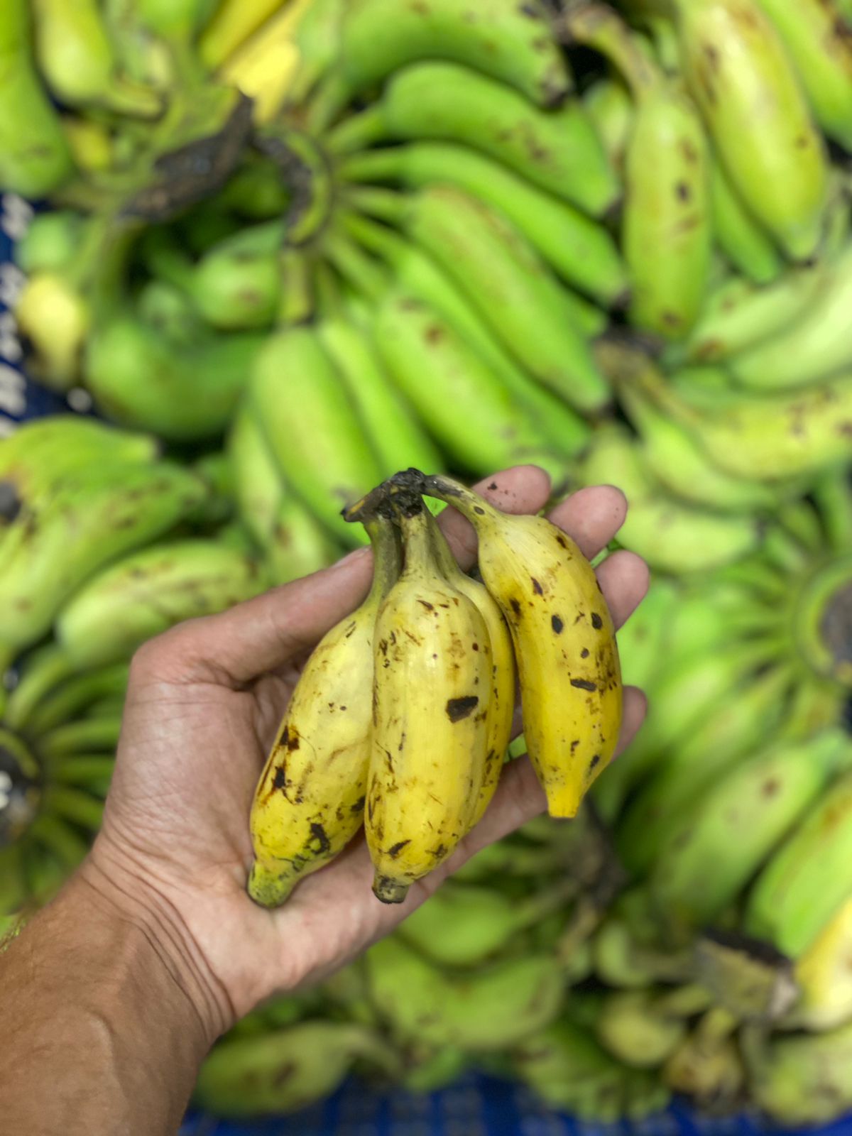 Kerala Elaichi Banana (Hill Banana) – Rich Source Of Vitamin B6, Vitamin A, Folate, Vitamin C, Fibres, Magnesium, Potassium &amp; Carbohydrates – Naturally Ripened