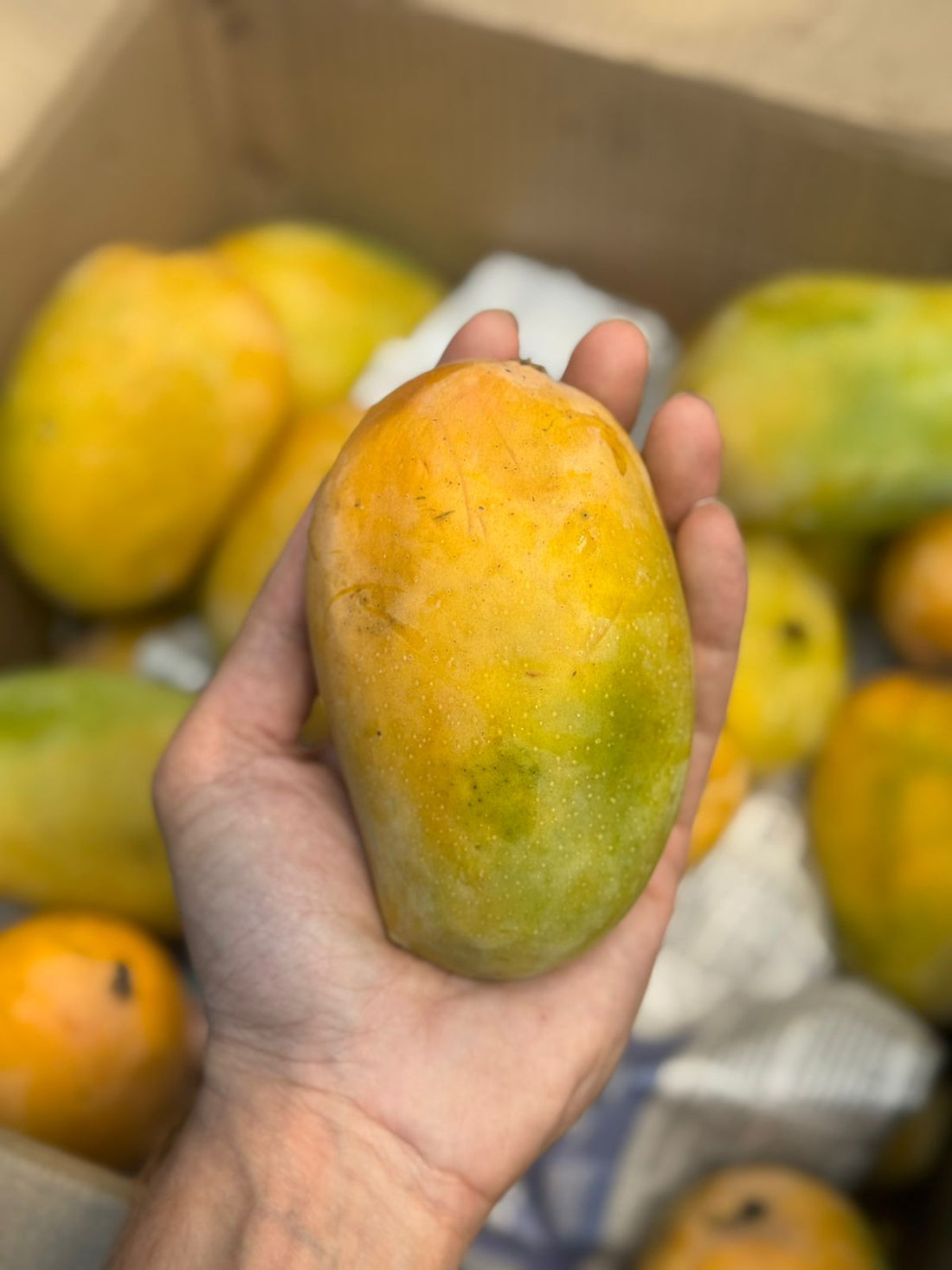 Mango | Kesar Mango – Gir – Organically Grown – GI Tagged – Carbide Free &amp; Naturally Ripened