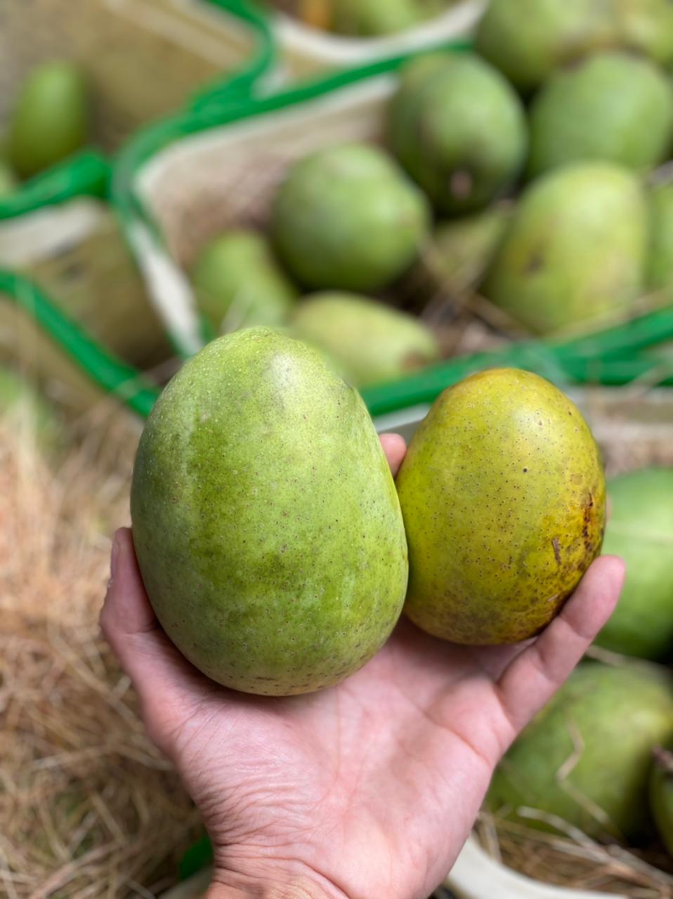 Kesar Mango | Kutch (Gujarat) – Carbide Free &amp; Naturally Ripened – Certified Organic
