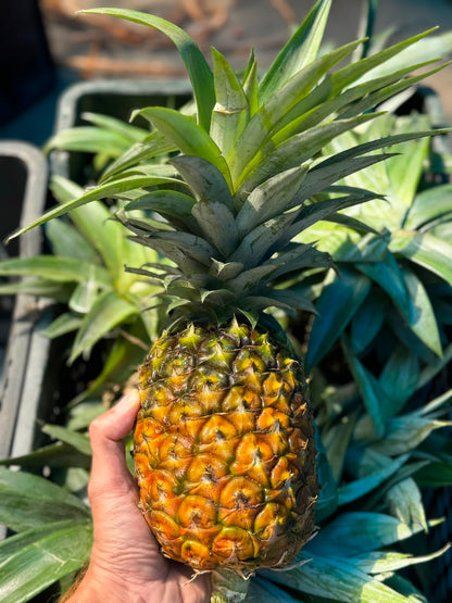 Pineapple | Tripura Kew Pineapples - Organically Grown Sweet Juicy Pineapple -Certified organic- Per Piece