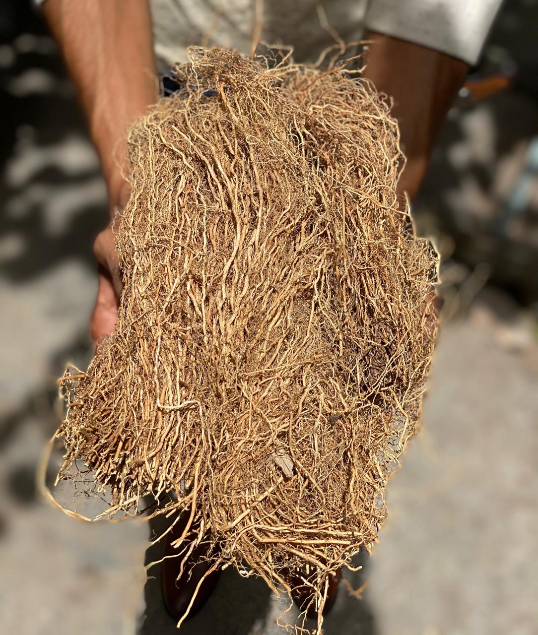 Khus Roots | Vetiver - 100gm