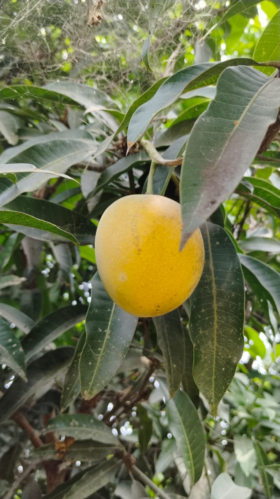 Mango | Kishan Bhog Mango (Bihar)- Himsagar – Naturally Ripened &amp;amp; Carbide Free – Organically Grown