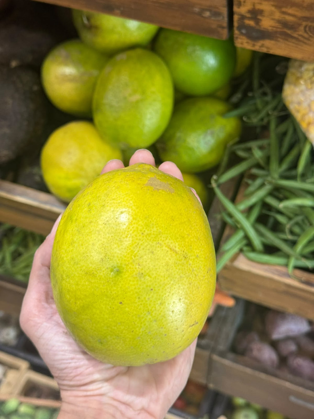 Big Hill Lemon (Galgal Nimboo) Himachal Pradesh - Organically Grown