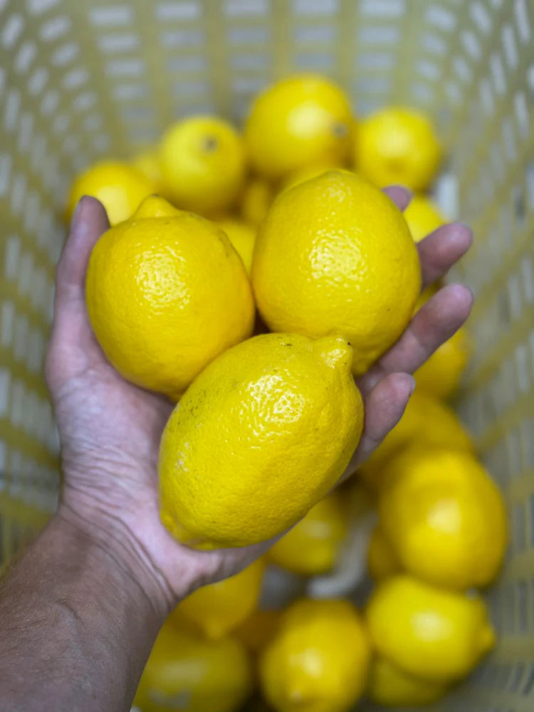 Lemon | Achari Nimbu