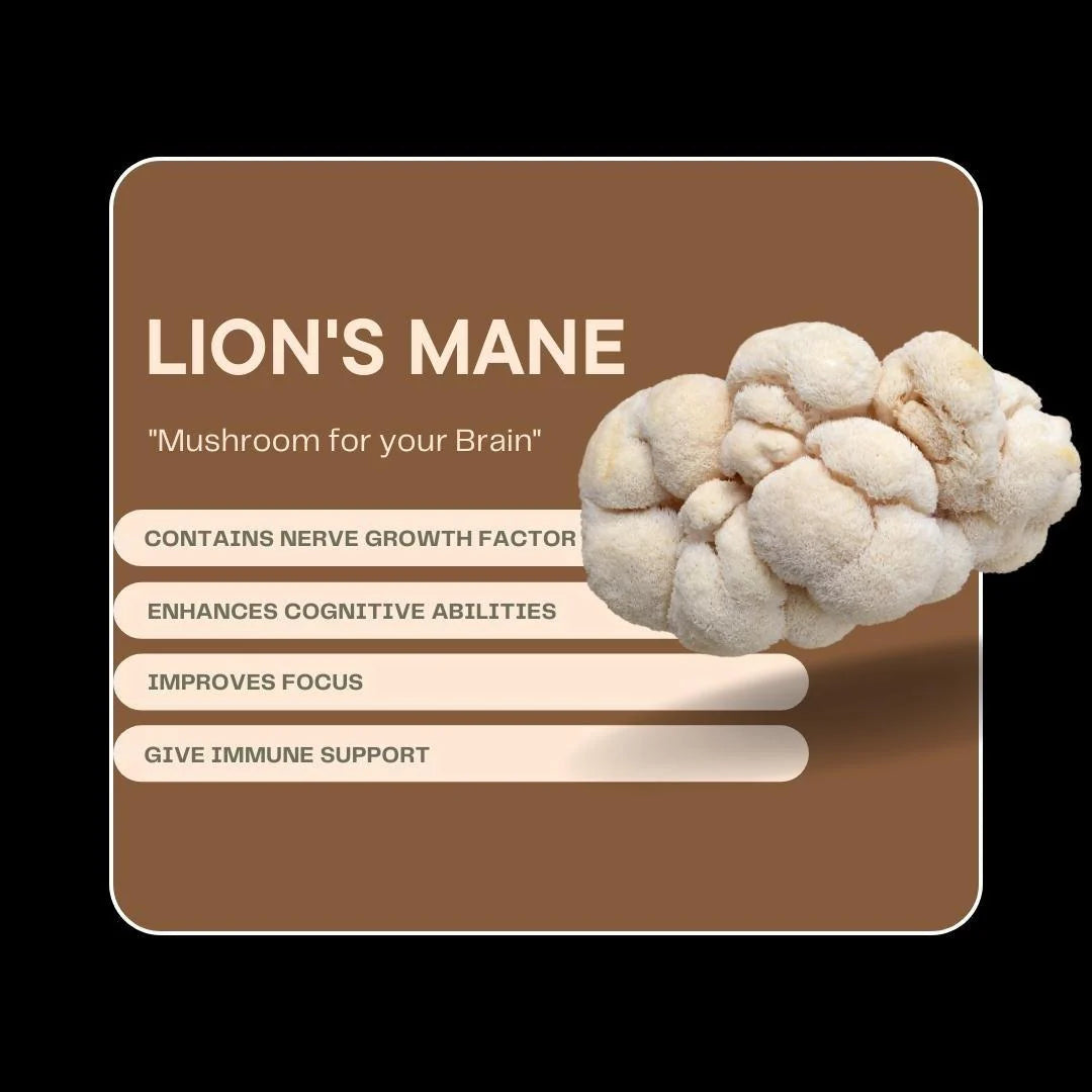 Lion’s Mane Powder | Focus, Clarity &amp;amp; Mood – Vegan, Gluten Free, Cholesterol Free, Soy Free, Peanut Free &amp;amp; Dairy Free – Alchemy Dose – (30 Serving) – 30gm