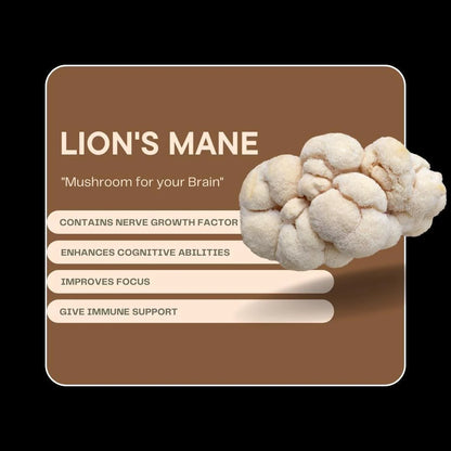 Lion’s Mane Powder | Focus, Clarity &amp;amp; Mood – Vegan, Gluten Free, Cholesterol Free, Soy Free, Peanut Free &amp;amp; Dairy Free – Alchemy Dose – (30 Serving) – 30gm