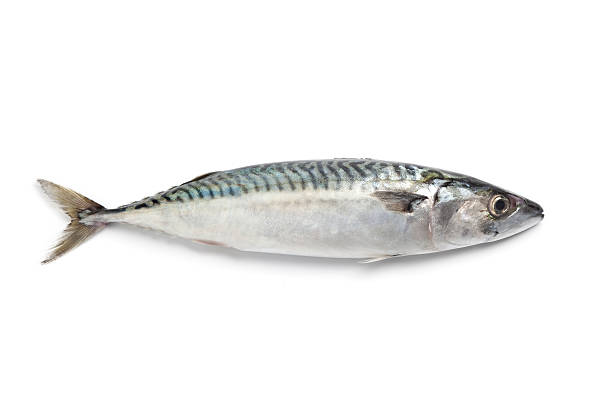 Mackerel Fish – Antibiotics And Hormone Free - Nature’s Soul – 500gm