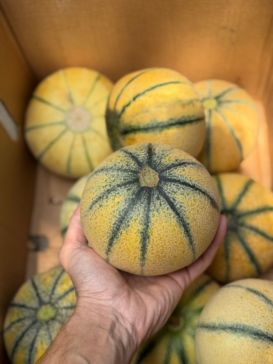 Muskmelon | Madhu Muskmelon (Bulandshahr) - Organically Grown
