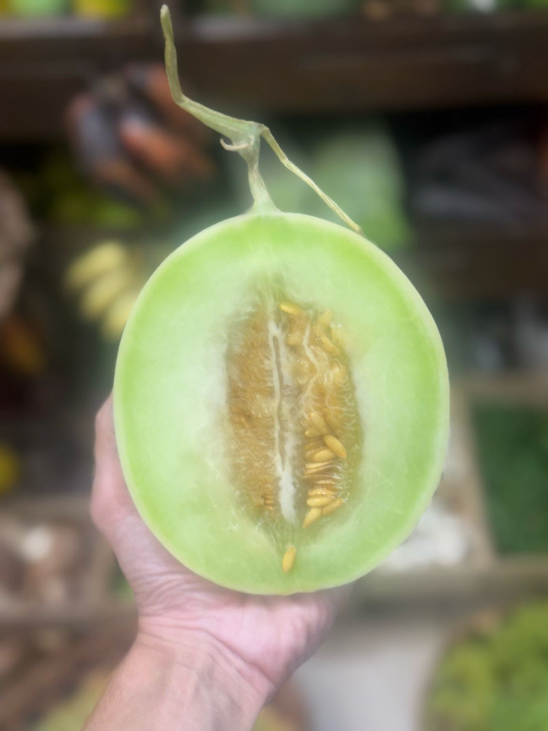 Madhumita Melon | (Gujarat) - Organically Grown