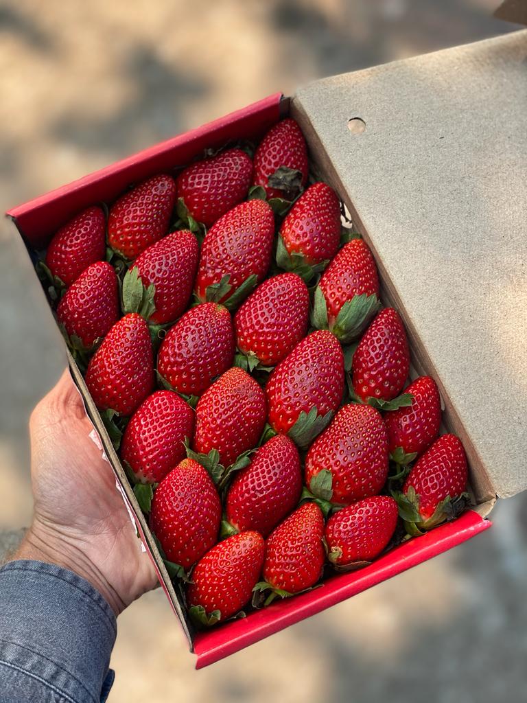 Strawberries - Mahabaleshwar - Certified Organic - 500gm