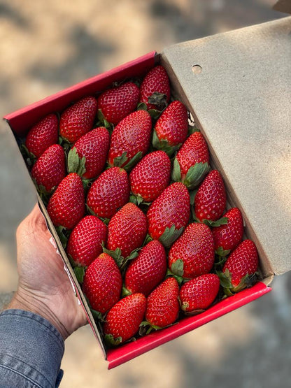 Strawberries - Mahabaleshwar - Certified Organic - 500gm