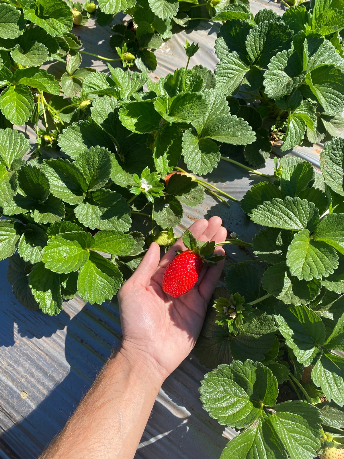 Strawberries - Mahabaleshwar - Certified Organic - 500gm