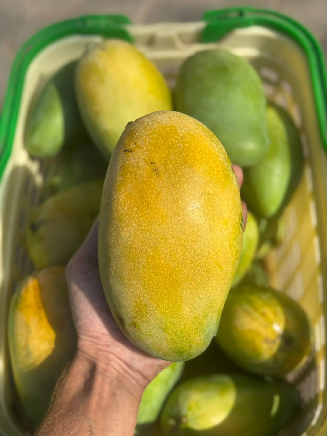 Mango | Mallika Mango – Carbide Free &amp; Naturally Ripened