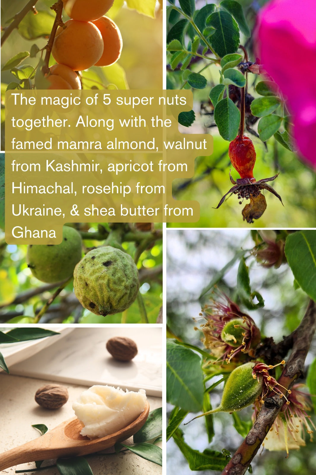 Serum Oil | Mamra Almond Saffron Serum (Rosehip Shea) - Normal To Oily Skin - The Nature Mill – 30ml