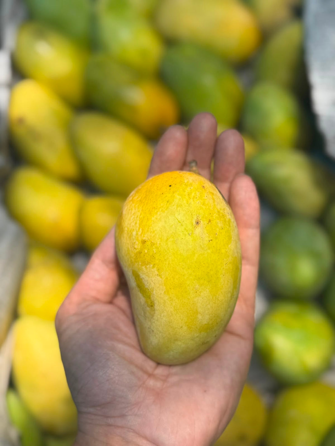 Mango |  Jardalu - Naturally Grown -Bihar -Certified Organic - Pesticide-Free &amp; Naturally Ripened
