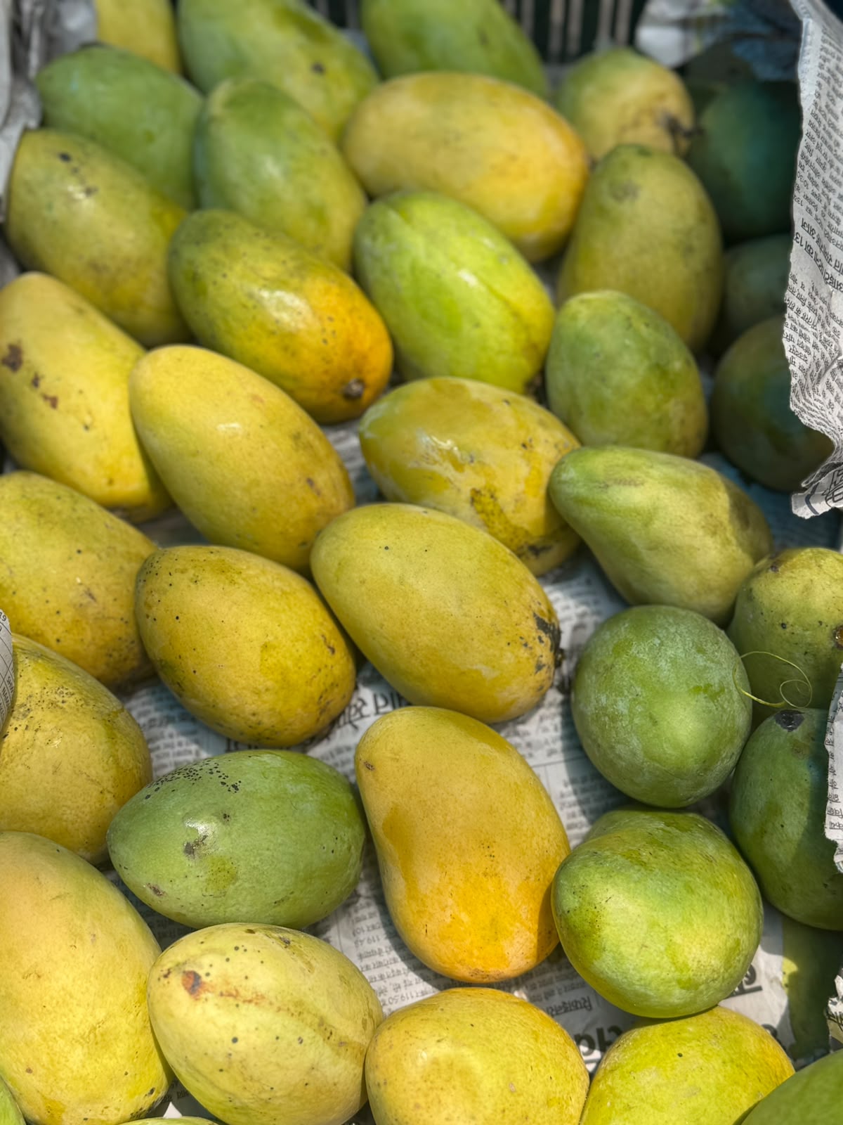 Mango |  Jardalu - Naturally Grown -Bihar -Certified Organic - Pesticide-Free &amp; Naturally Ripened