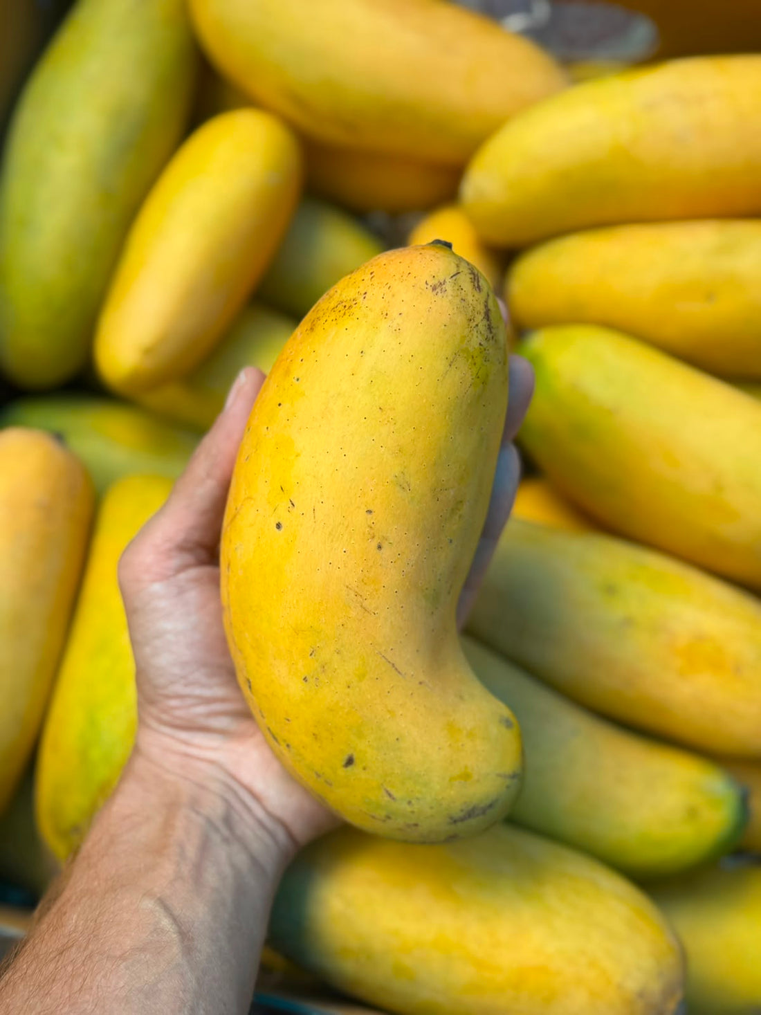 Mango | Banana Mangoes (Saharanpur, Uttar Pradesh)- Organically Grown - Pesticide-Free &amp; Naturally Ripened-Carbide Free